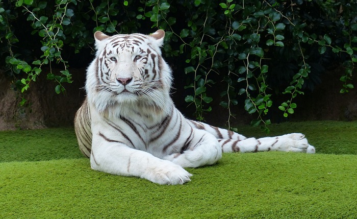  Harimau Putih – Maksud dan Simbolisme Mimpi