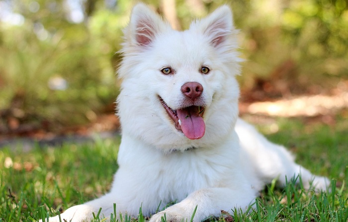  Anjing Putih – Maksud dan Simbolisme Mimpi