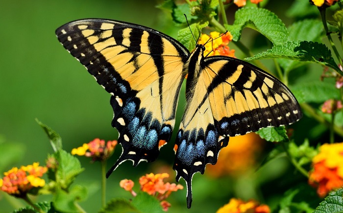  Schwarzer und gelber Schmetterling Bedeutung