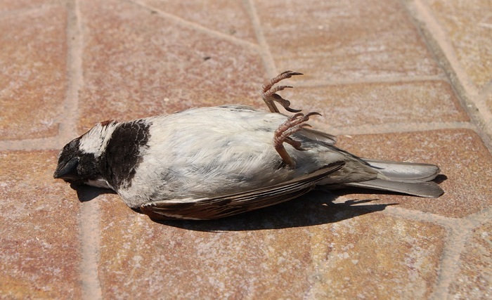  Surnud lindude unenägu - tähendus ja sümboolika