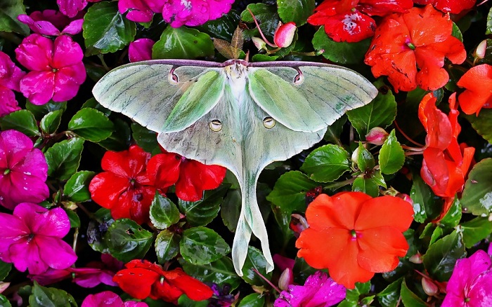  Luna Moth – 영적 의미와 상징