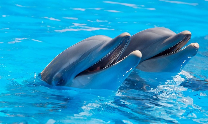  Unenäod delfiinidest - tõlgendus ja tähendus